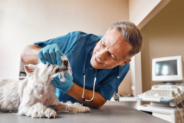 Best Emergency Dental Care for Broken or Chipped Teeth in Bruceville Eddy, TX